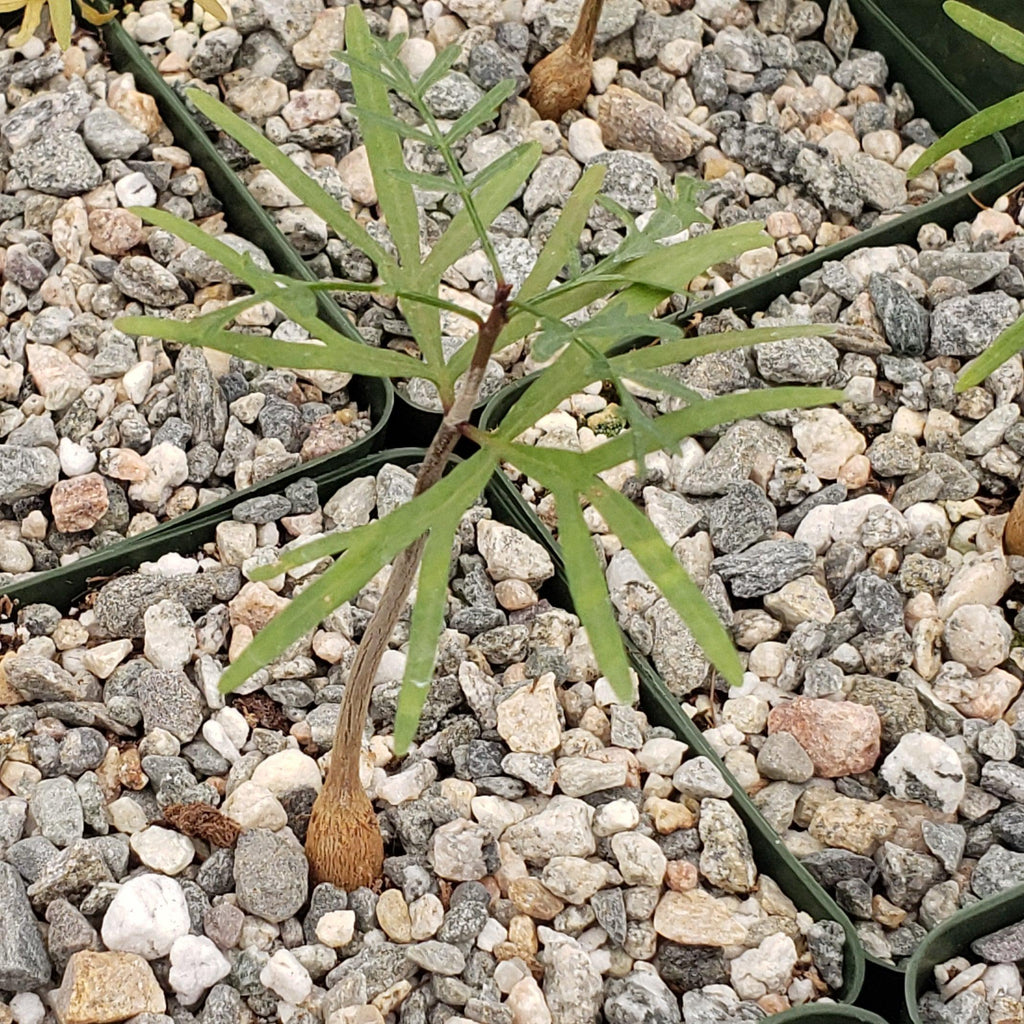 Bursera microphylla Elephant Tree – Planet Desert