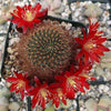 Rebutia fulviseta