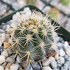 Ferocactus flavovirens