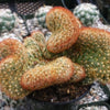 Mammillaria elongata cristata copper king