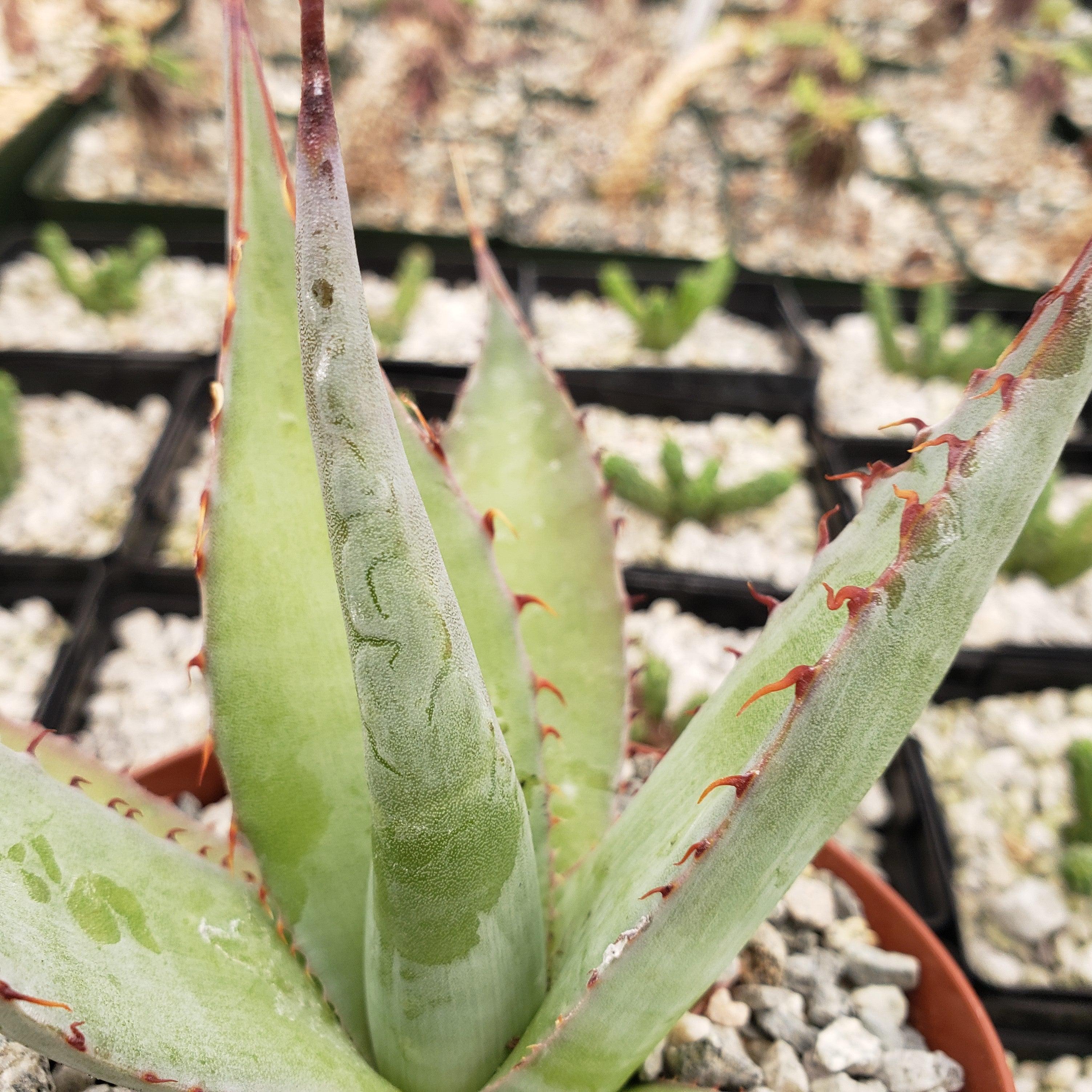 Agave shawii goldmeniana