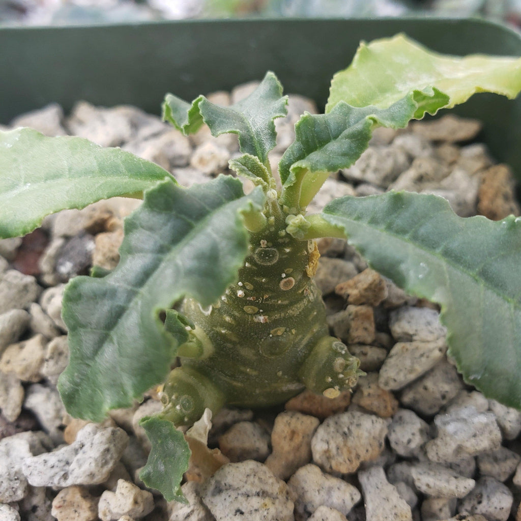 Dorstenia mait escarpment