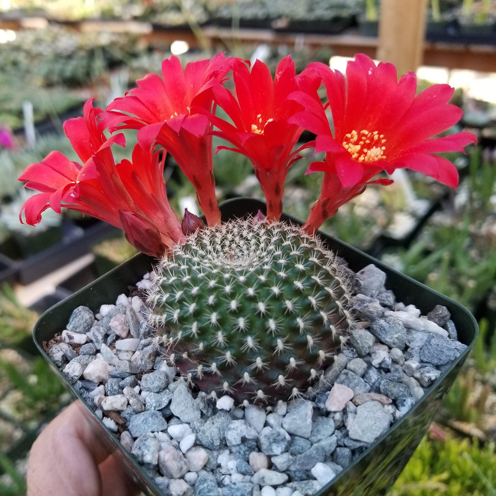 Rebutia krainziana