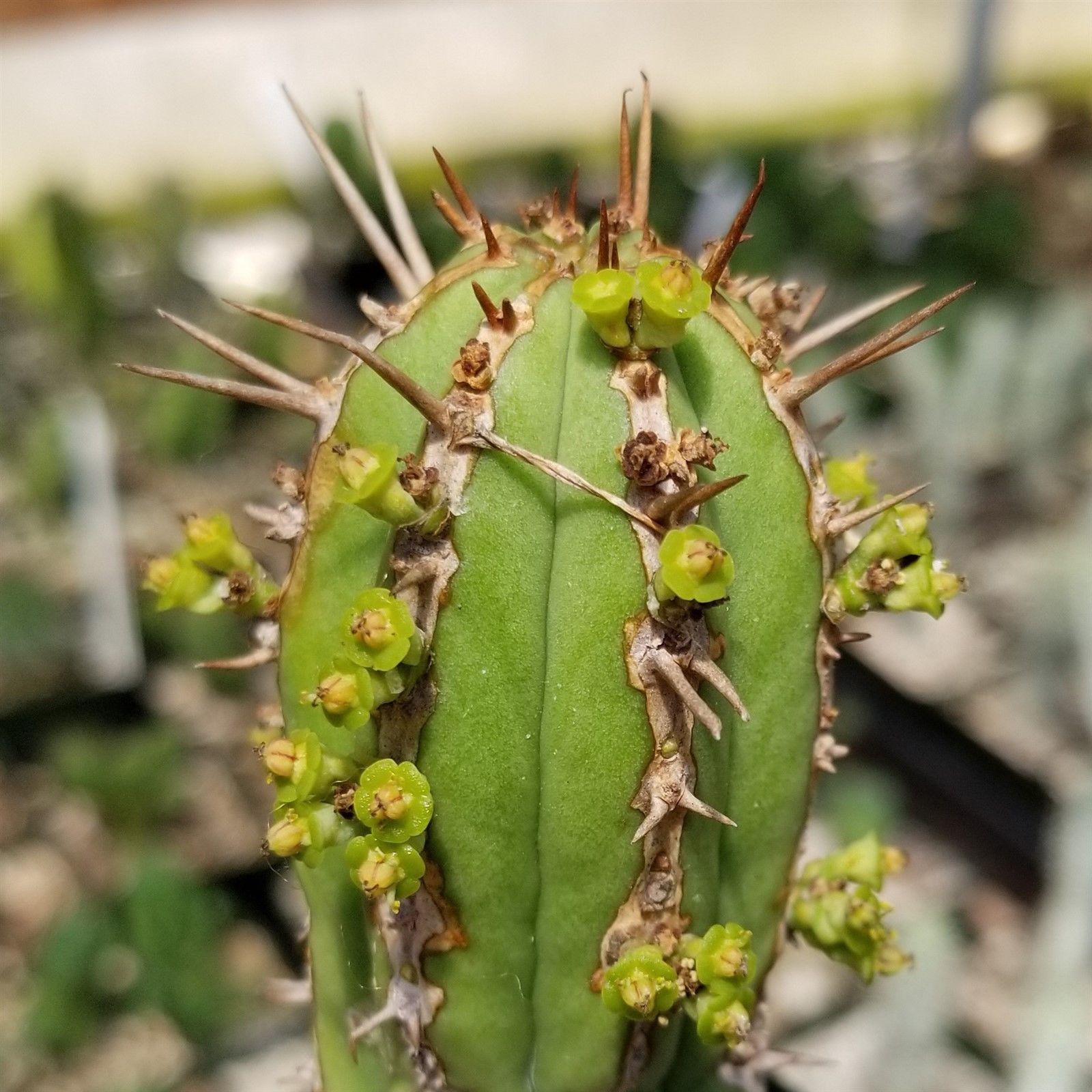 Euphorbia handiensis