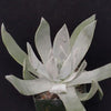 Giant Chalk Dudleya ‘Dudleya brittonii’