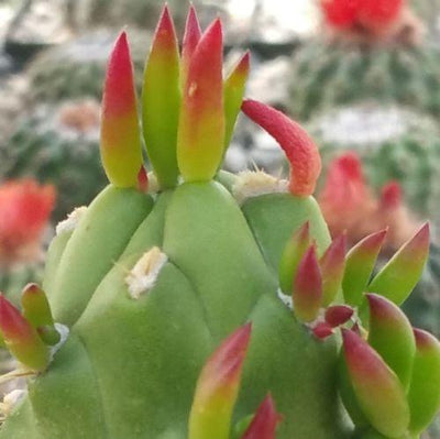 gumby succulent Austrocylindropuntia subulata monstrose 'Gumby'