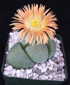 Split Rock Succulent &