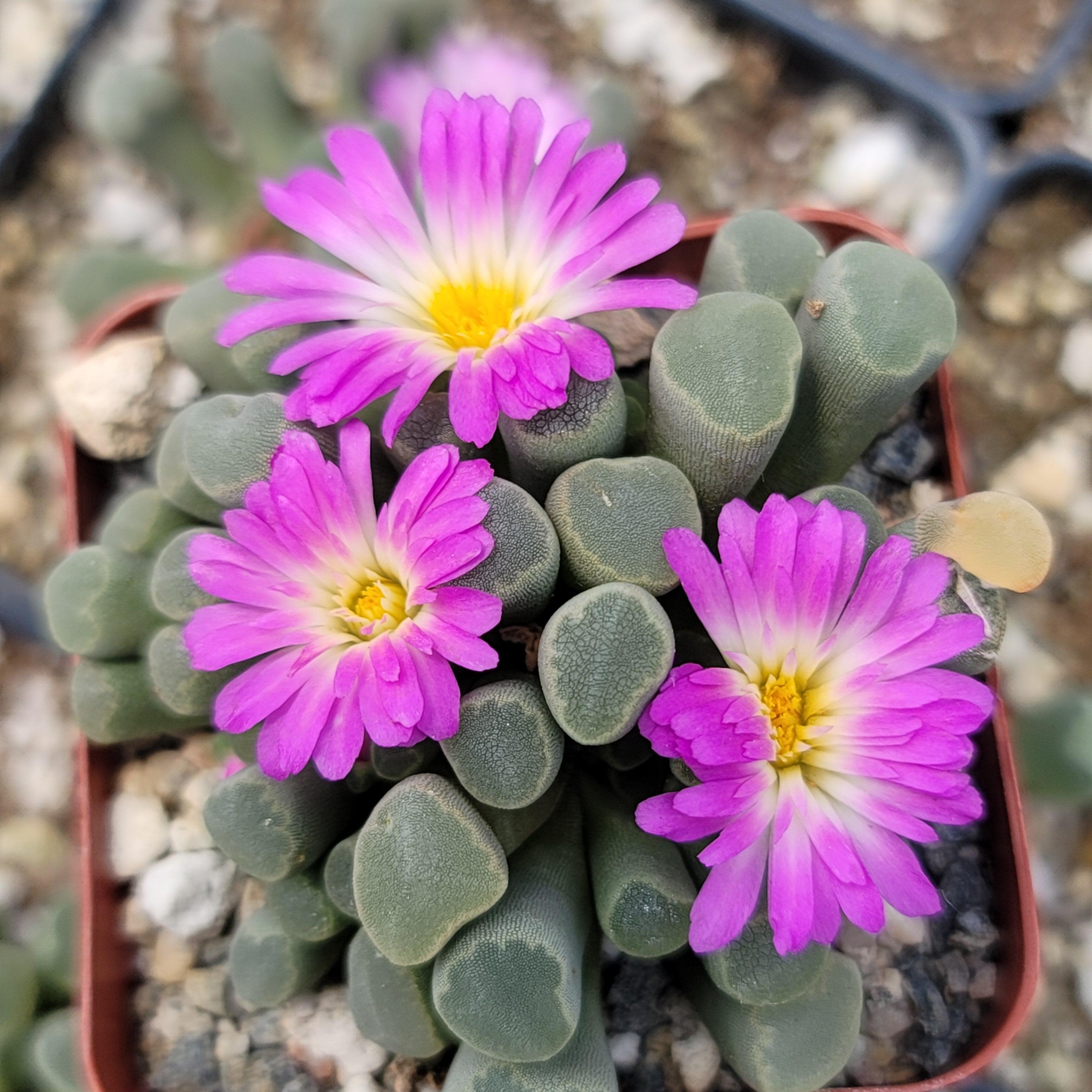 Fairy Elephant's Feet - Frithia Pulchra