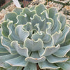 Echeveria Blue Frills