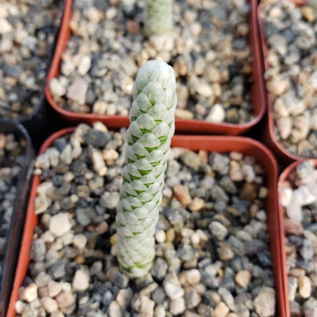 Avonia papyracea namaensis