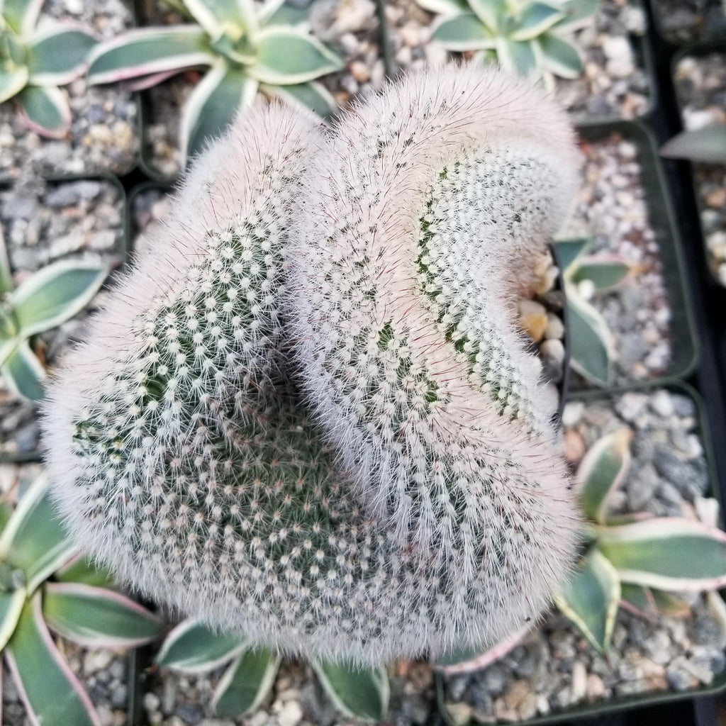 Mammillaria crest Red Cap
