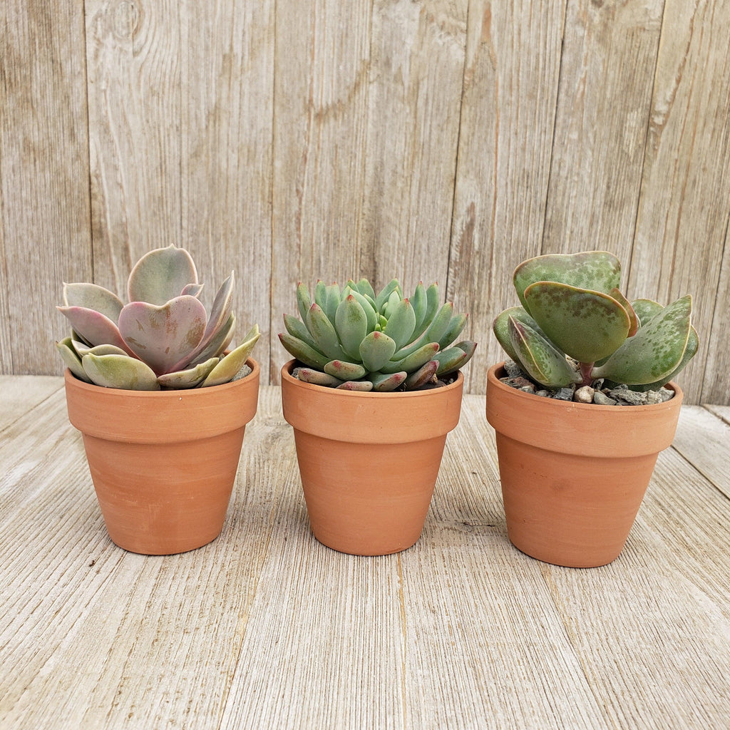 3- 2.5 inch succulents in terracotta pots