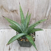 Agave nussaviorum Large