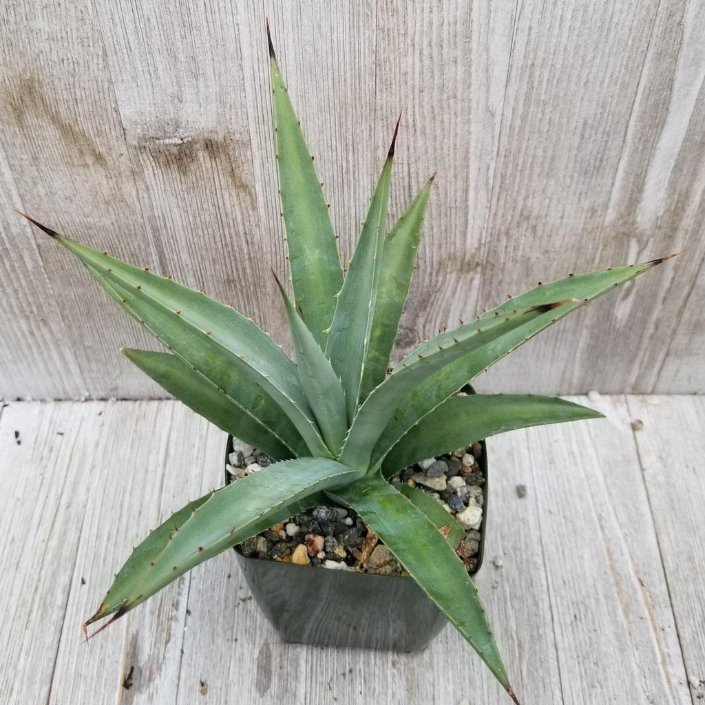 Agave nussaviorum Large