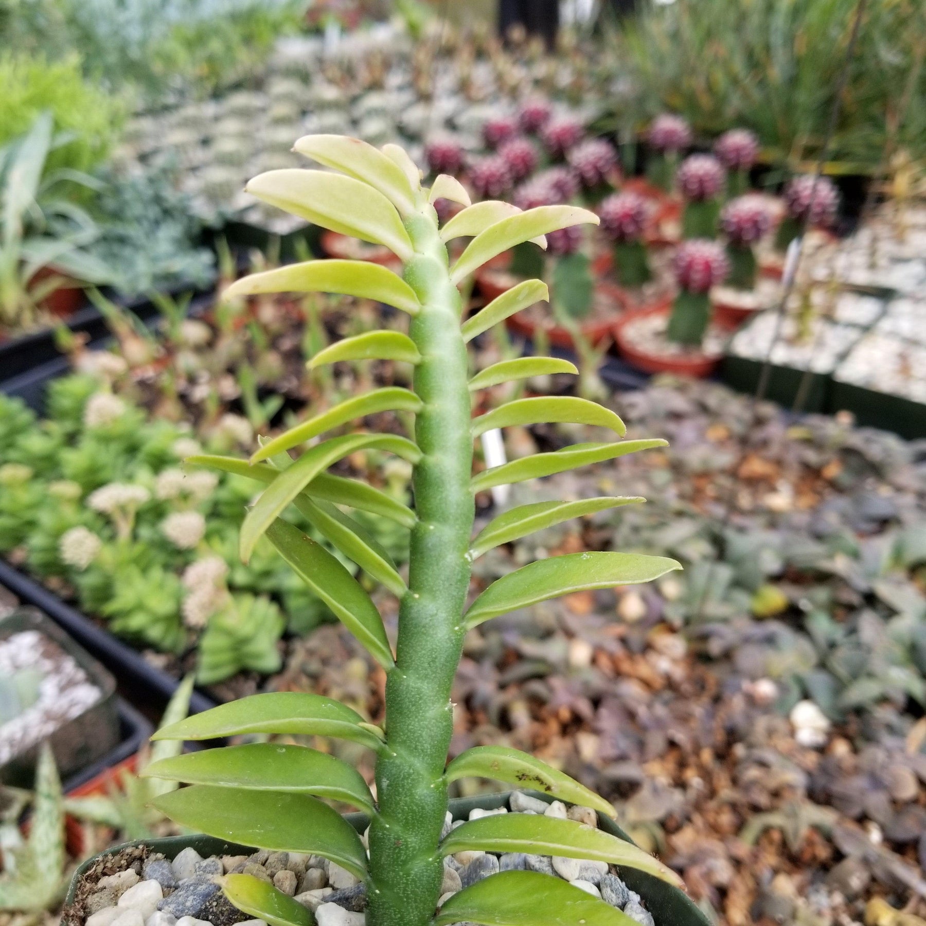 succulent devils backbone plant Shop 'Devils Backbone Plant - Euphorbia tithymaloides' Care & Info