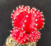 Red Grafted Moon Cactus - Gymnocalycium mihanovichii Hibotan