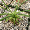 Albuca namaquensis