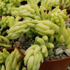 Donkey Tail Plant &