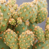 Opuntia rufida minima monstrose