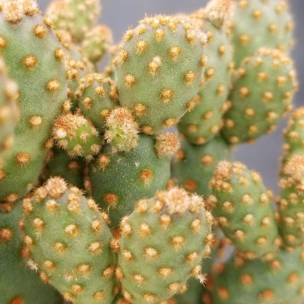 Opuntia rufida minima monstrose