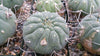 Matucana madisoniorum