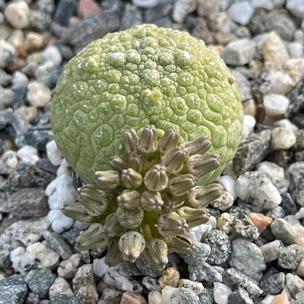 Pseudolithos migiurtinus