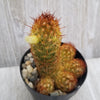 Copper King Cactus - Mammillaria elongata ‘Copper King’