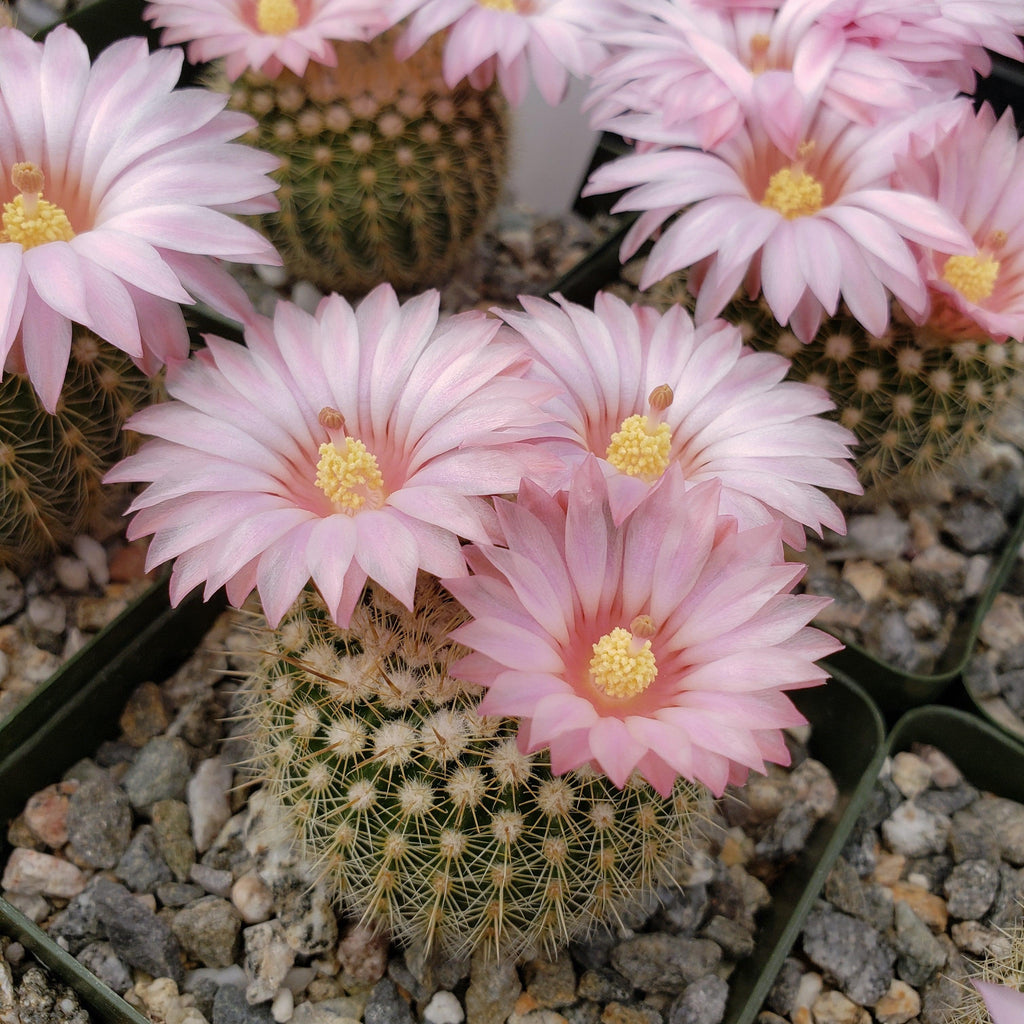 Notocactus gutierezii