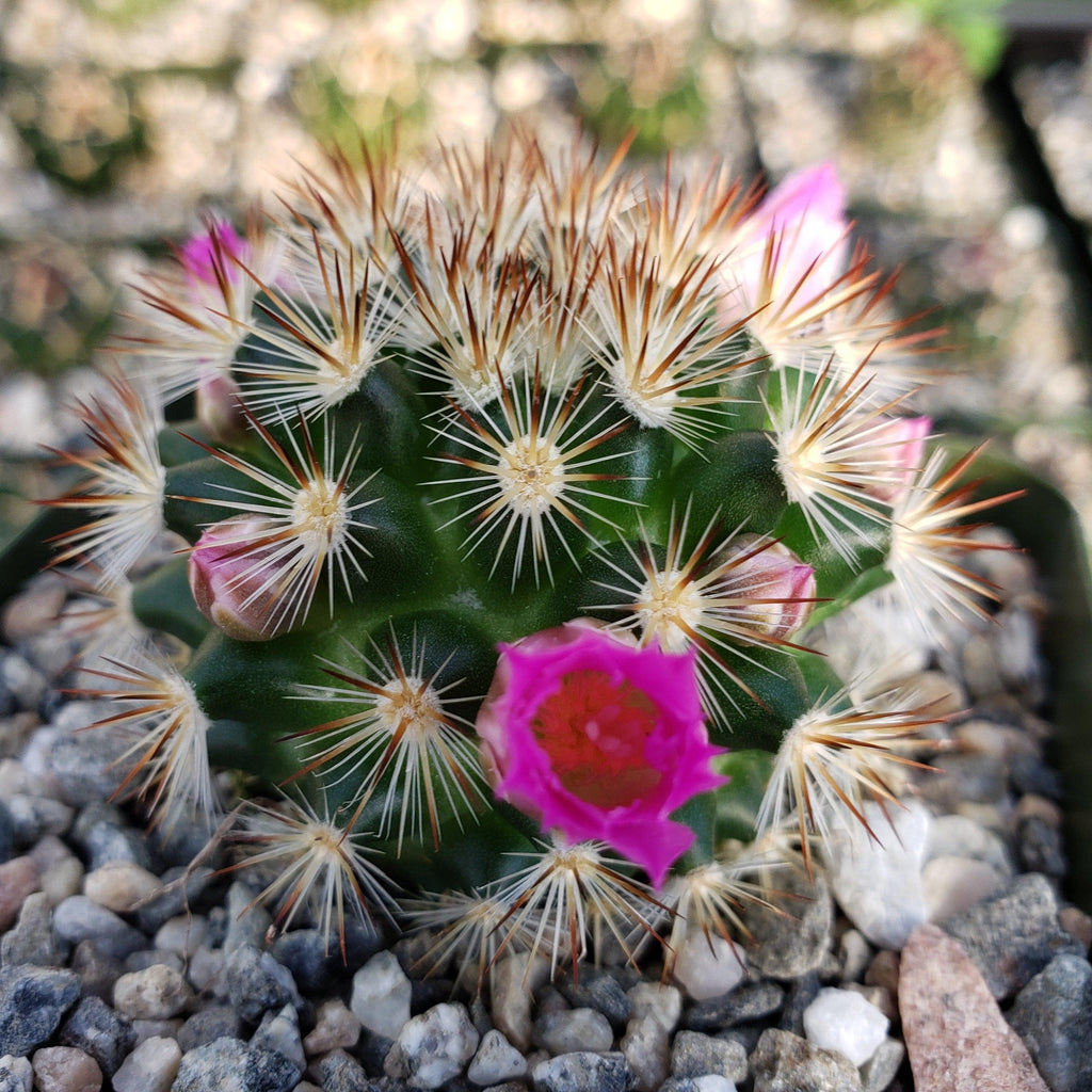 Mammillaria lauii subducta