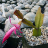 Schlumbergera bridgesii christmas cactus 3 cuttings