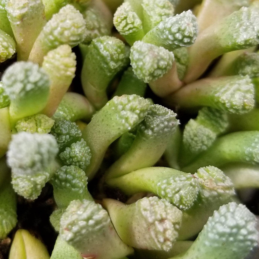 Neohenricia sibbettii