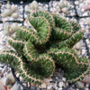 Opuntia cylindrica cristata emerald idol