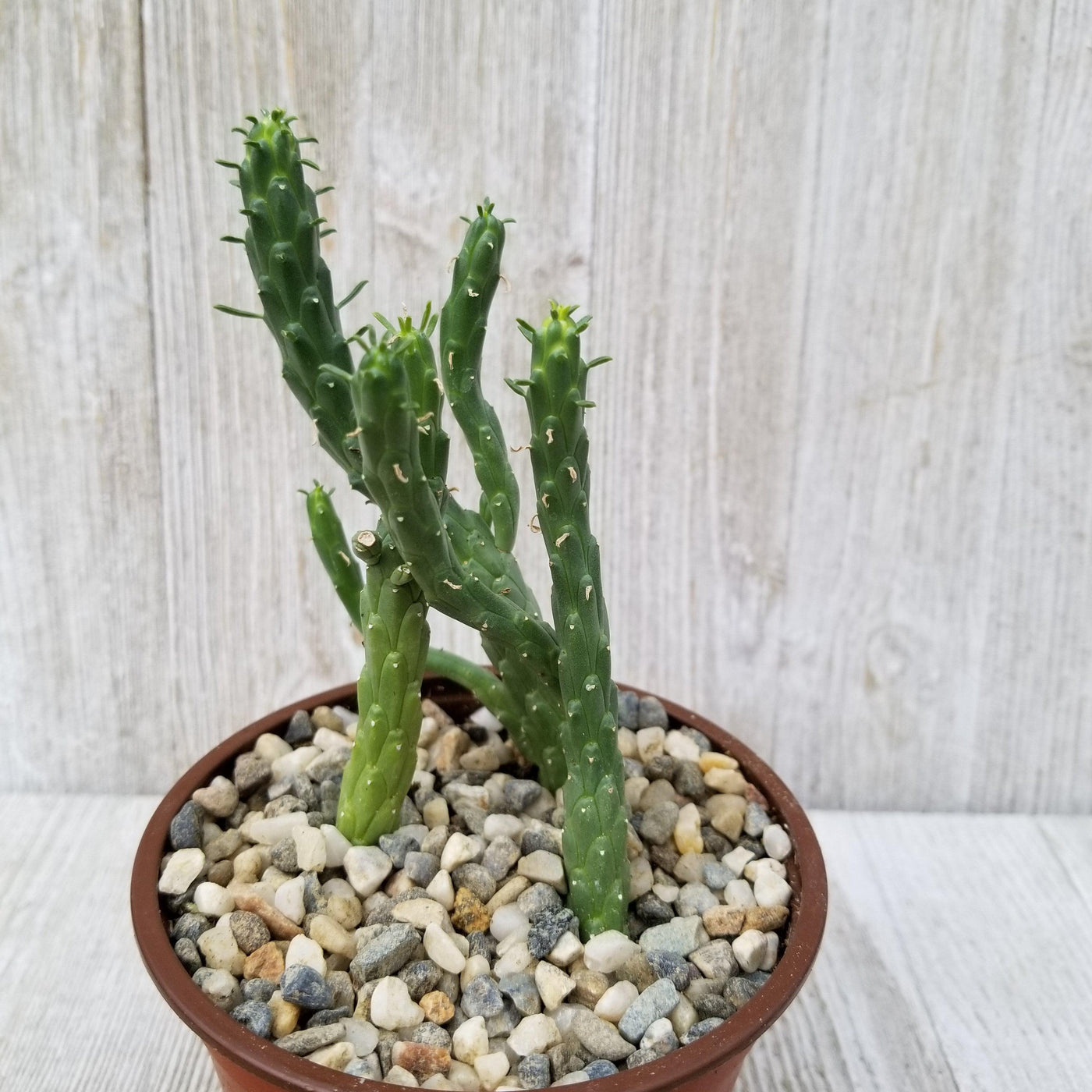 euphorbia medusa succulent Euphorbia caput-medusae – Planet Desert