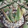 Cape Aloe - Aloe ferox