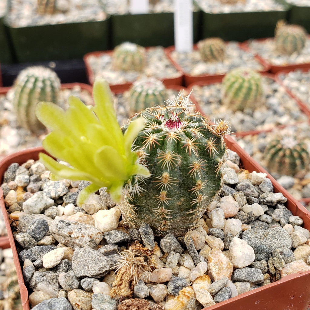 Echinocereus viridiflorus montanus