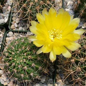 sierra lily flower Echinopsis Sierra Grandensis