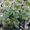 Aloinopsis setifera