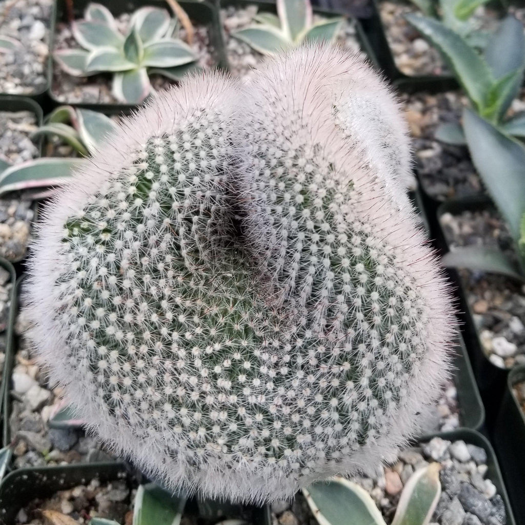 Mammillaria crest Red Cap