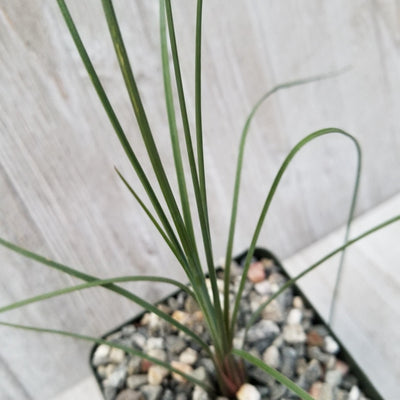 Dasylirion parryanum graminifolium