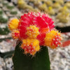 Red Yellow Bicolor Grafted Moon Cactus - Gymnocalycium mihanovichii Hibotan