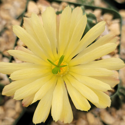 Echinocereus subinermis