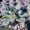 Aloinopsis rosulatum