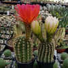 Torch Cactus - Trichocereus grandiflorus