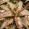 Aloe jucunda