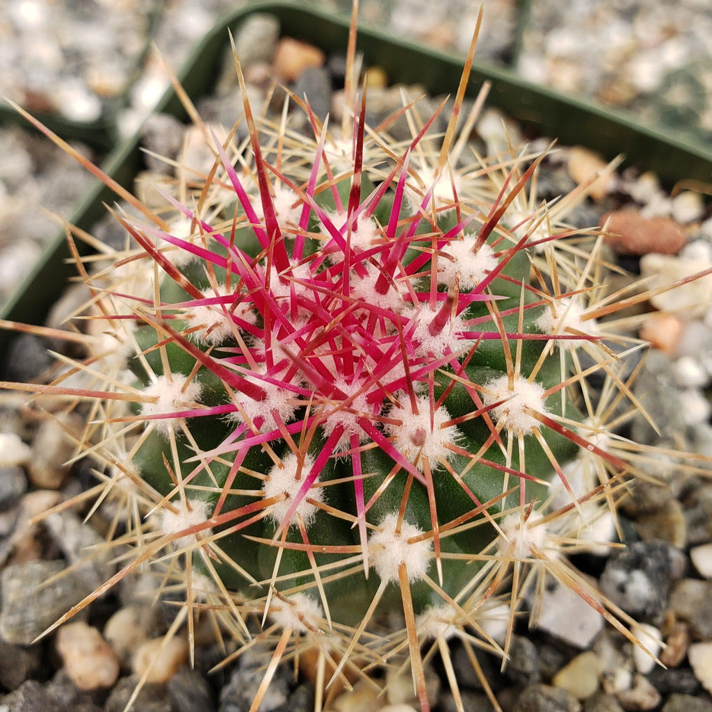Ferocactus pottsii alamosanus
