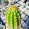 Golden Torch Cactus - Trichocereus spachianus