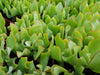 Ripple Jade - Crassula arborescens &