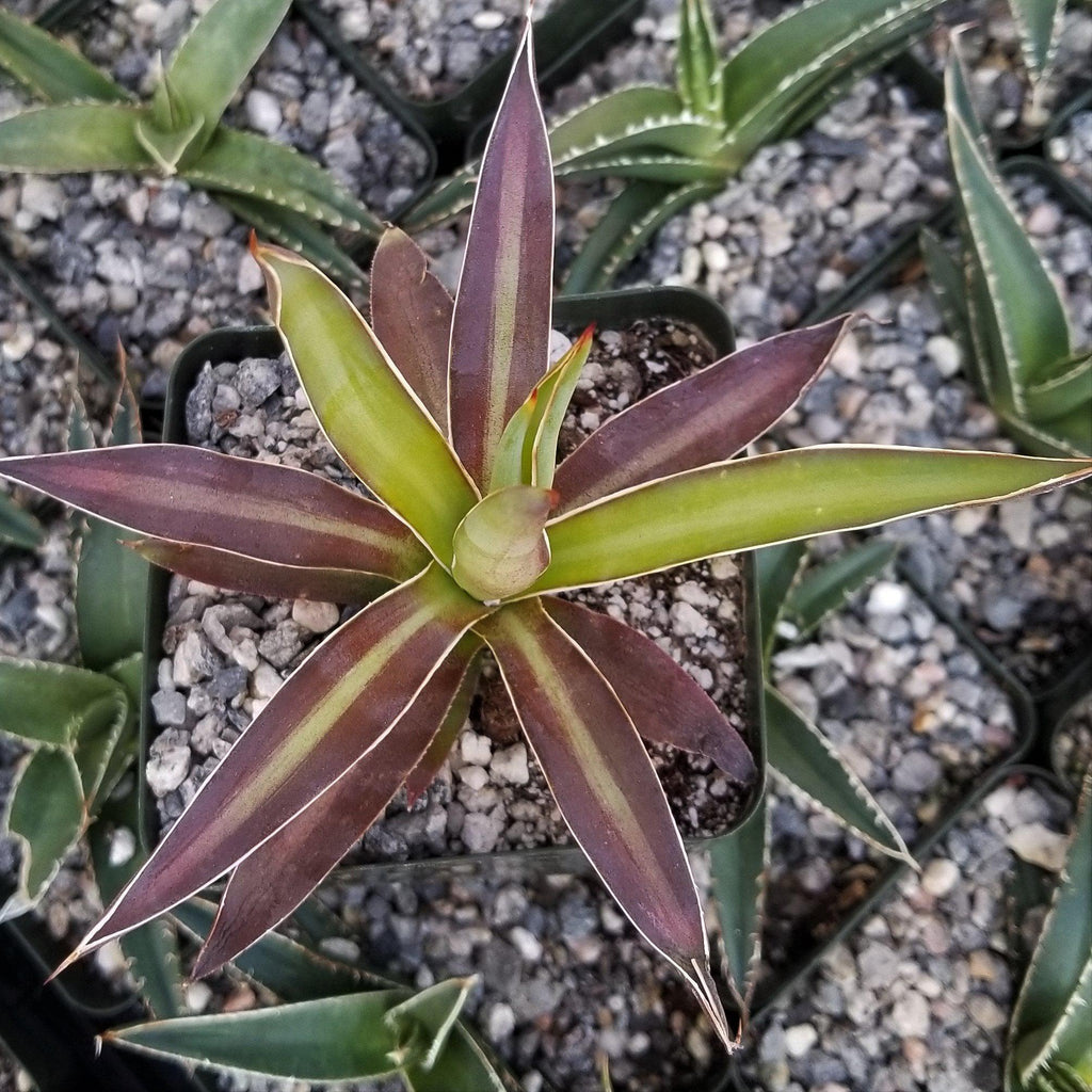 Ocahui Century Plant &