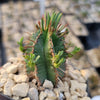 Euphorbia aggregata