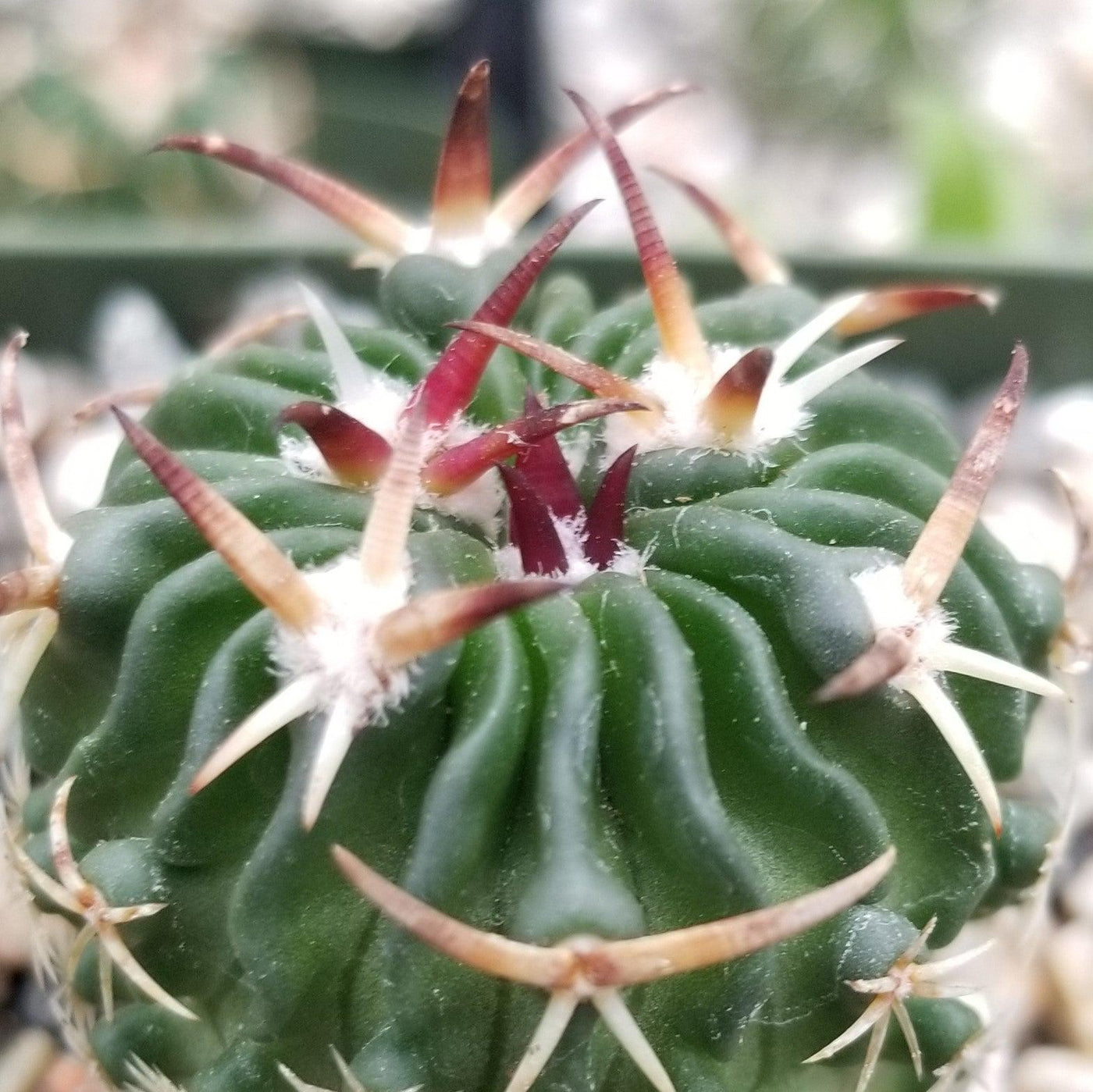 Echinofossulocactus phyllacanthus v. violaciflora